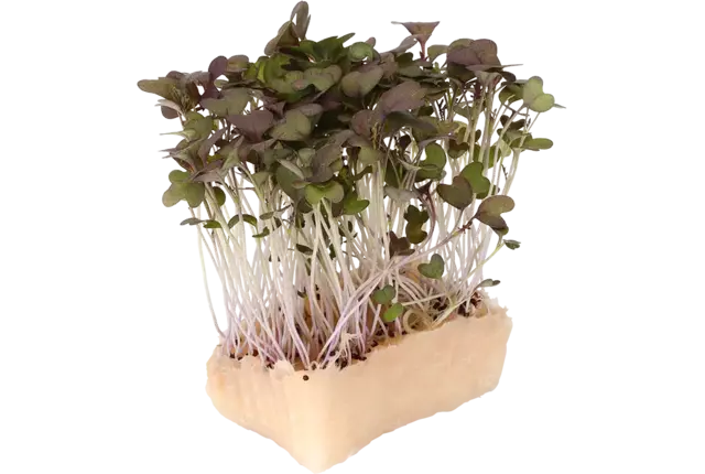 Kyona Mustard cress single kist 18 stuks